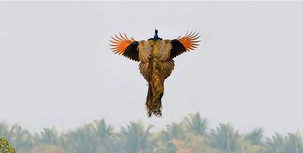 Khoảnh khắc chim c&ocirc;ng sải c&aacute;nh bay tr&ecirc;n bầu trời cực hiếm - Ảnh 6.