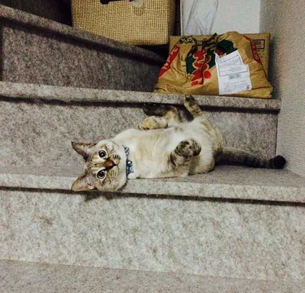 C&acirc;u chuyện chọn chủ cực y&ecirc;u của n&agrave;ng m&egrave;o hoang bướng bỉnh - Ảnh 3.