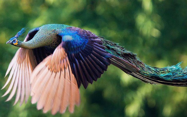 Khoảnh khắc chim c&ocirc;ng sải c&aacute;nh bay tr&ecirc;n bầu trời cực hiếm - Ảnh 7.