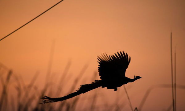 Khoảnh khắc chim c&ocirc;ng sải c&aacute;nh bay tr&ecirc;n bầu trời cực hiếm - Ảnh 2.