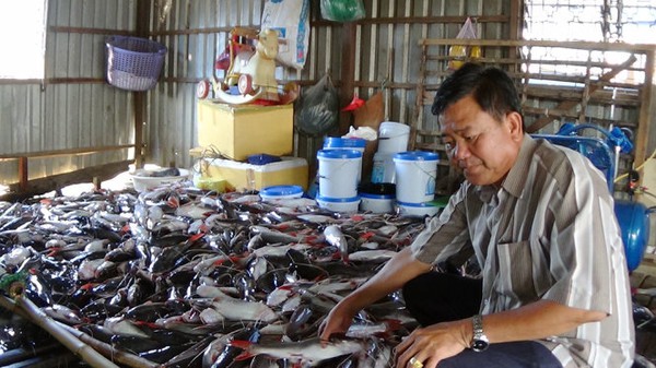 C&aacute; chết do thiếu oxy v&agrave; c&oacute; th&ecirc;m chất &ldquo;đạm v&agrave; l&acirc;n&rdquo; - Ảnh 1.
