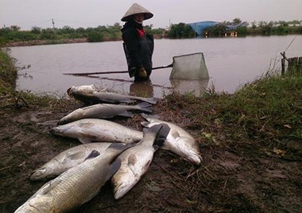 H&agrave;ng ngh&igrave;n tấn c&aacute; vược chết r&eacute;t, người d&acirc;n Th&aacute;i B&igrave;nh k&ecirc;u cứu - Ảnh 1.