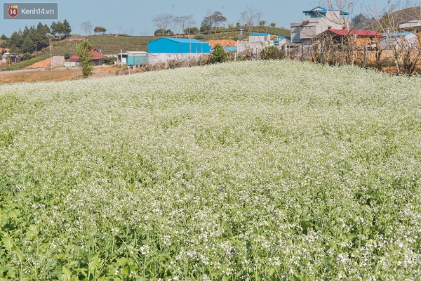 Lên Mộc Châu, ngủ nhà container đầy sắc màu giữa rừng mận trắng, cải vàng - Ảnh 2.