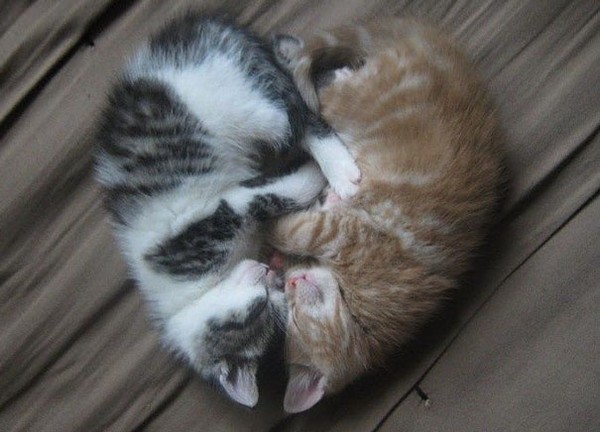 14 cặp đôi mèo hạnh phúc nhất trong ngày Lễ Tình Nhân - Ảnh 2.