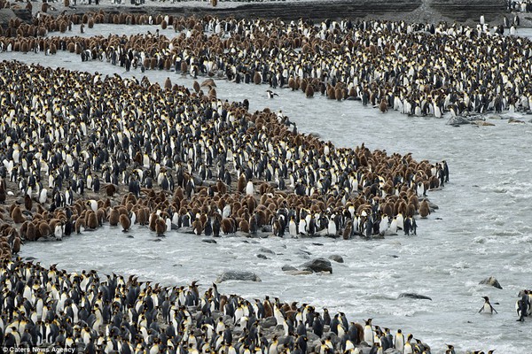 150.000 con chim cánh cụt Châu Mỹ kéo nhau ra bờ biển hóng gió - Ảnh 12.