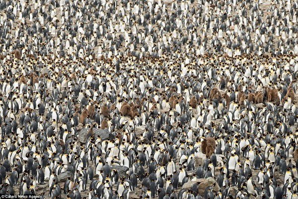 150.000 con chim cánh cụt Châu Mỹ kéo nhau ra bờ biển hóng gió - Ảnh 6.