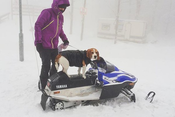 Gặp gỡ chú chó nghịch ngợm thích đi trượt tuyết nhất xứ Serbia - Ảnh 12.