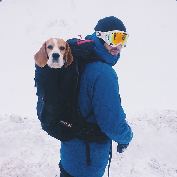 Gặp gỡ chú chó nghịch ngợm thích đi trượt tuyết nhất xứ Serbia - Ảnh 2.