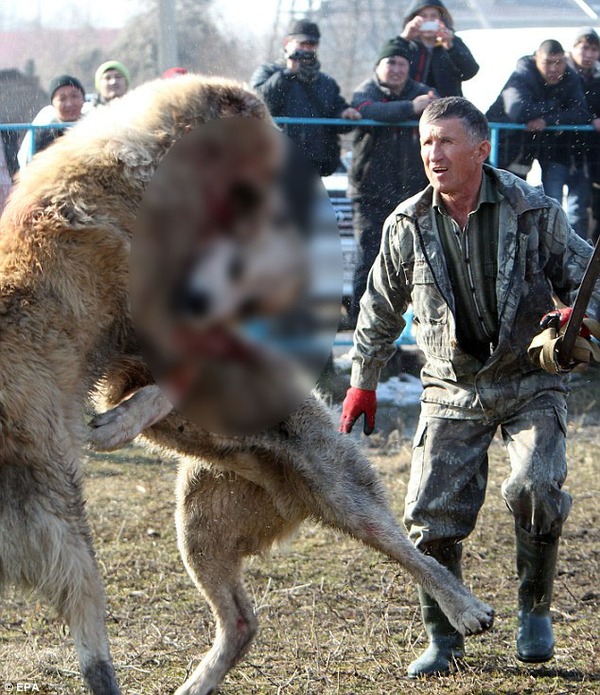 Những hình ảnh tàn bạo trong cuộc thi chọi chó tại Kyrgyzstan - Ảnh 1.
