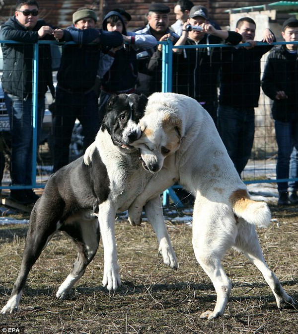 Những hình ảnh tàn bạo trong cuộc thi chọi chó tại Kyrgyzstan - Ảnh 3.