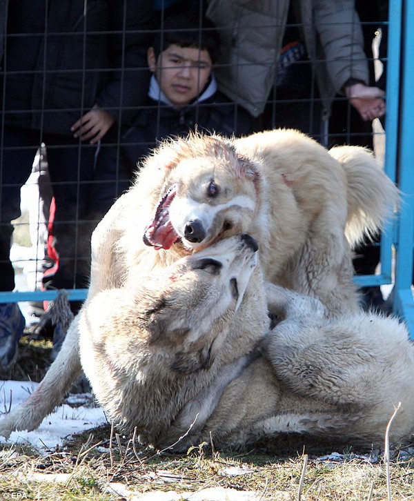Những hình ảnh tàn bạo trong cuộc thi chọi chó tại Kyrgyzstan - Ảnh 4.