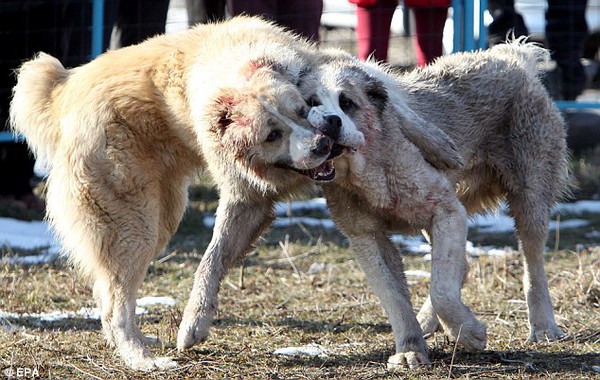 Những hình ảnh tàn bạo trong cuộc thi chọi chó tại Kyrgyzstan - Ảnh 5.