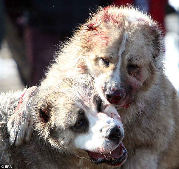 Những hình ảnh tàn bạo trong cuộc thi chọi chó tại Kyrgyzstan - Ảnh 6.