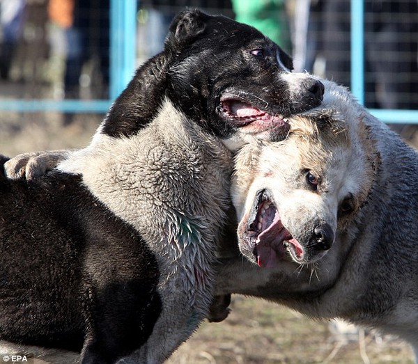 Những hình ảnh tàn bạo trong cuộc thi chọi chó tại Kyrgyzstan - Ảnh 7.