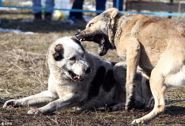 Những hình ảnh tàn bạo trong cuộc thi chọi chó tại Kyrgyzstan - Ảnh 8.