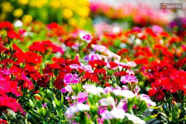 Về thăm c&aacute;nh đồng hoa Tết chuẩn bị đổ bộ v&agrave;o trung t&acirc;m S&agrave;i G&ograve;n - Ảnh 8.