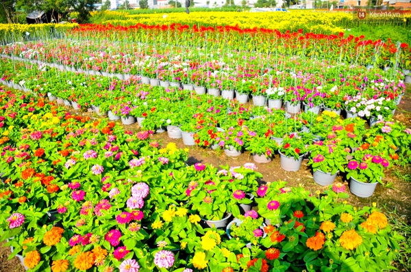 Về thăm c&aacute;nh đồng hoa Tết chuẩn bị đổ bộ v&agrave;o trung t&acirc;m S&agrave;i G&ograve;n - Ảnh 6.