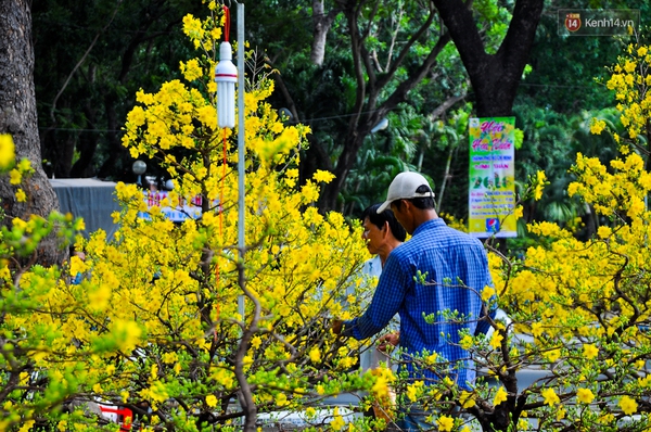 Hoa mai nở bung dù chưa đến Tết, bán rẻ như cho mà vẫn sợ chẳng có người mua... - Ảnh 7.