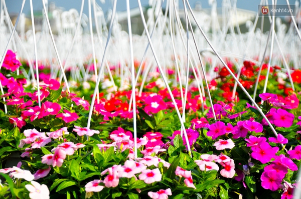 Về thăm c&aacute;nh đồng hoa Tết chuẩn bị đổ bộ v&agrave;o trung t&acirc;m S&agrave;i G&ograve;n - Ảnh 11.