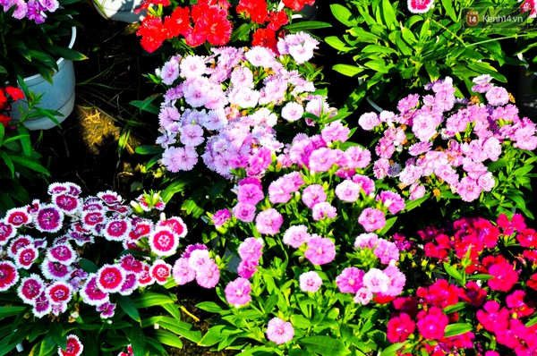 Về thăm c&aacute;nh đồng hoa Tết chuẩn bị đổ bộ v&agrave;o trung t&acirc;m S&agrave;i G&ograve;n - Ảnh 9.