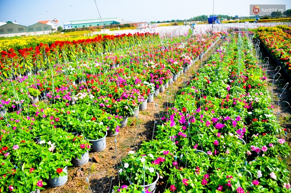 Về thăm c&aacute;nh đồng hoa Tết chuẩn bị đổ bộ v&agrave;o trung t&acirc;m S&agrave;i G&ograve;n - Ảnh 7.