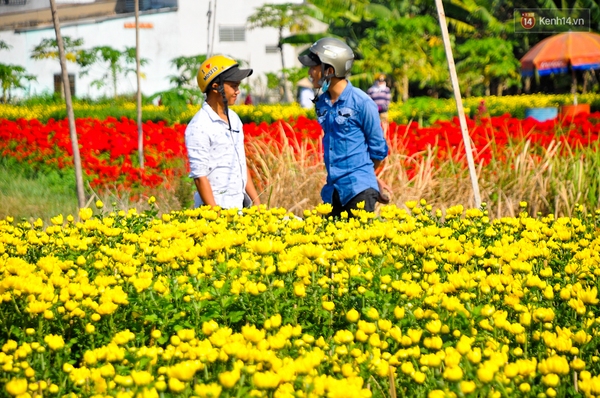 Về thăm cánh đồng hoa Tết chuẩn bị đổ bộ vào trung tâm Sài Gòn - Ảnh 16.