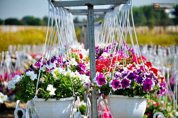 Về thăm c&aacute;nh đồng hoa Tết chuẩn bị đổ bộ v&agrave;o trung t&acirc;m S&agrave;i G&ograve;n - Ảnh 12.