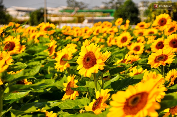 Về thăm c&aacute;nh đồng hoa Tết chuẩn bị đổ bộ v&agrave;o trung t&acirc;m S&agrave;i G&ograve;n - Ảnh 13.