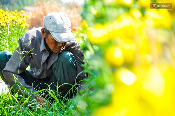 Về thăm c&aacute;nh đồng hoa Tết chuẩn bị đổ bộ v&agrave;o trung t&acirc;m S&agrave;i G&ograve;n - Ảnh 17.