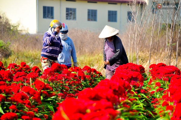 Về thăm cánh đồng hoa Tết chuẩn bị đổ bộ vào trung tâm Sài Gòn - Ảnh 5.