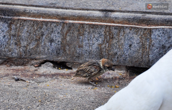TP. HCM: Chim phóng sinh bị mua đi bán lại đến chết vào ngày Rằm tháng Giêng - Ảnh 5.