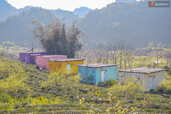Đi Mộc Châu, ngủ nhà container đầy sắc màu giữa vườn hoa cải
