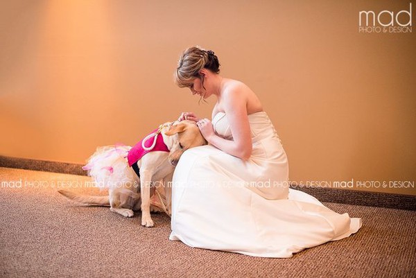 Chó cưng an ủi cô chủ trong ngày cưới gây xúc động - Ảnh 1.