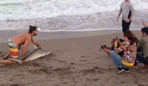 Mỹ: Chú cá mập mắc cạn bị người dân lôi ra chụp ảnh - Ảnh 3.