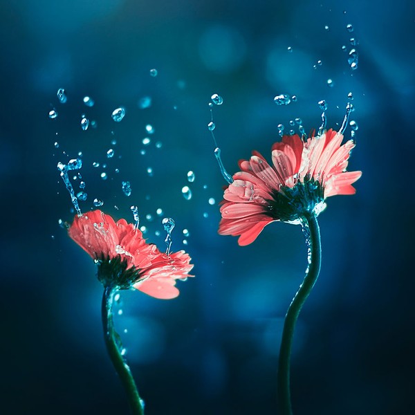 Bộ ảnh vũ điệu loài hoa tuyệt đẹp dành cho người yêu thiên nhiên - Ảnh 1.