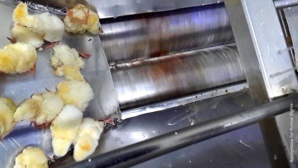 Băng chuyền tử thần: Nơi hàng nghìn chú gà con bị nghiền nát mỗi ngày - Ảnh 2.