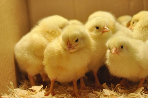 Băng chuyền tử thần: Nơi hàng nghìn chú gà con bị nghiền nát mỗi ngày - Ảnh 3.