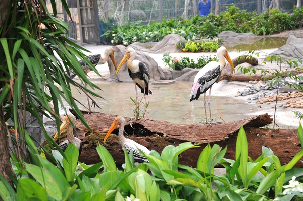 Vinpearl Safari Ph&uacute; Quốc b&aacute;c bỏ th&ocirc;ng tin 1.000 con chim v&agrave; gần 700 động vật c&oacute; v&uacute; đ&atilde; chết - Ảnh 5.