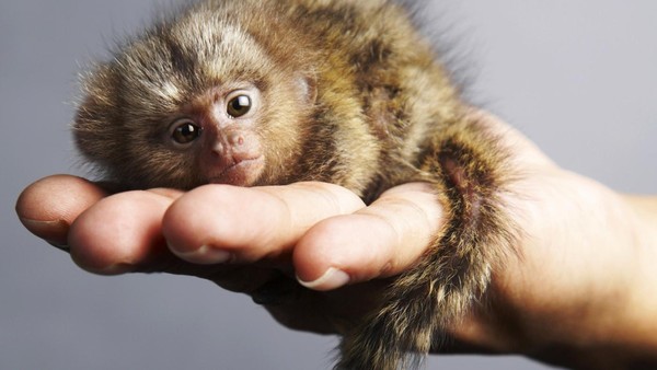 8 sự thiệt ít ai biết về loài khỉ - sinh vật nhí nhố nhất hành tinh - Ảnh 10.