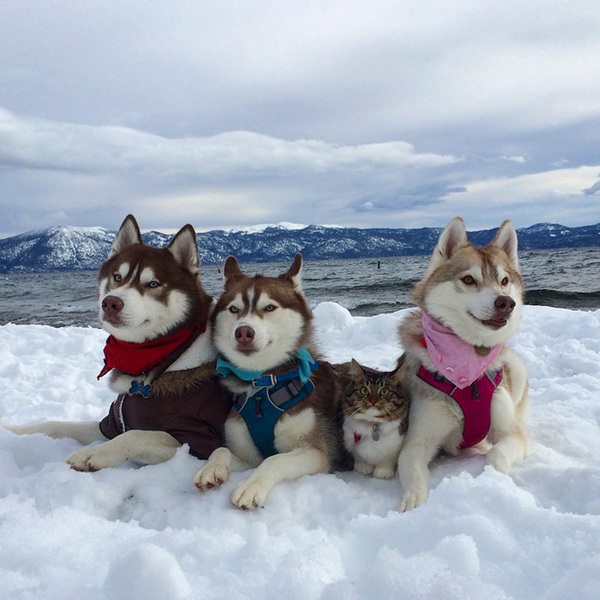 Cuộc sống hạnh ph&uacute;c của b&eacute; m&egrave;o cứ nghĩ m&igrave;nh l&agrave; ch&oacute; b&ecirc;n gia đ&igrave;nh Husky - Ảnh 10.