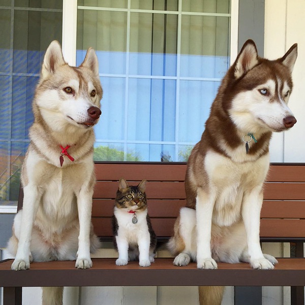 Cuộc sống hạnh ph&uacute;c của b&eacute; m&egrave;o cứ nghĩ m&igrave;nh l&agrave; ch&oacute; b&ecirc;n gia đ&igrave;nh Husky - Ảnh 8.