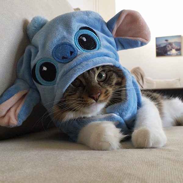 Cuộc sống hạnh ph&uacute;c của b&eacute; m&egrave;o cứ nghĩ m&igrave;nh l&agrave; ch&oacute; b&ecirc;n gia đ&igrave;nh Husky - Ảnh 7.