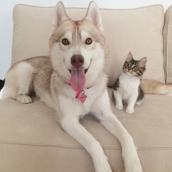 Cuộc sống hạnh ph&uacute;c của b&eacute; m&egrave;o cứ nghĩ m&igrave;nh l&agrave; ch&oacute; b&ecirc;n gia đ&igrave;nh Husky - Ảnh 6.