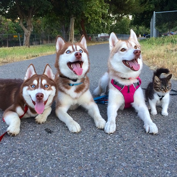 Cuộc sống hạnh ph&uacute;c của b&eacute; m&egrave;o cứ nghĩ m&igrave;nh l&agrave; ch&oacute; b&ecirc;n gia đ&igrave;nh Husky - Ảnh 9.