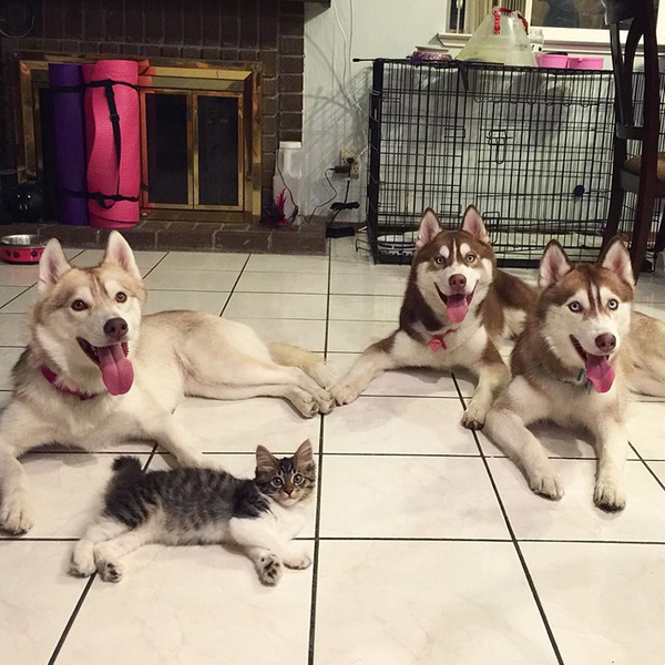 Cuộc sống hạnh ph&uacute;c của b&eacute; m&egrave;o cứ nghĩ m&igrave;nh l&agrave; ch&oacute; b&ecirc;n gia đ&igrave;nh Husky - Ảnh 12.