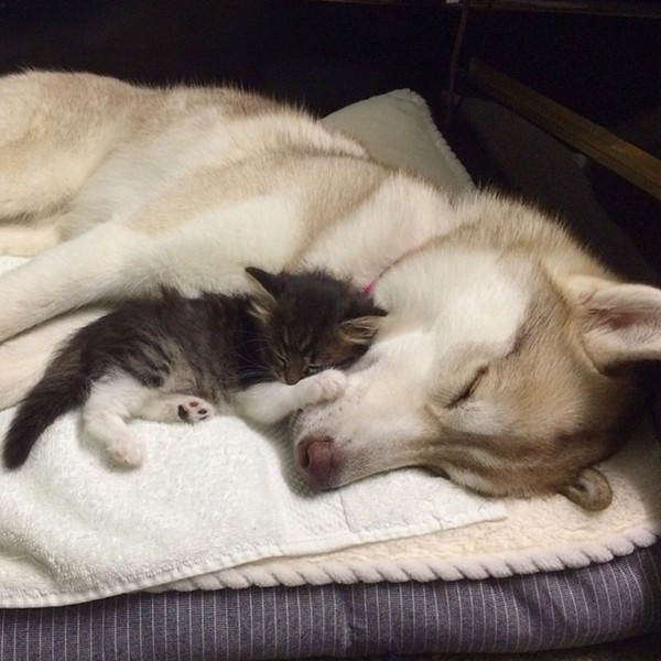 Cuộc sống hạnh ph&uacute;c của b&eacute; m&egrave;o cứ nghĩ m&igrave;nh l&agrave; ch&oacute; b&ecirc;n gia đ&igrave;nh Husky - Ảnh 4.