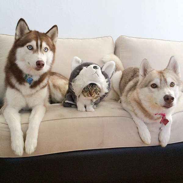 Cuộc sống hạnh ph&uacute;c của b&eacute; m&egrave;o cứ nghĩ m&igrave;nh l&agrave; ch&oacute; b&ecirc;n gia đ&igrave;nh Husky - Ảnh 11.