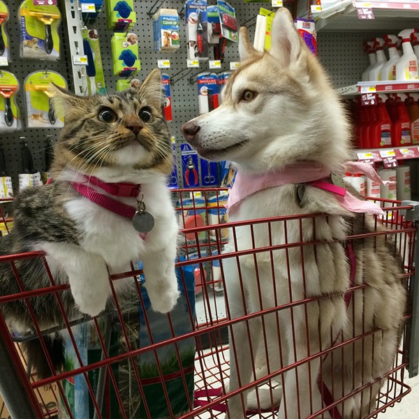 Cuộc sống hạnh ph&uacute;c của b&eacute; m&egrave;o cứ nghĩ m&igrave;nh l&agrave; ch&oacute; b&ecirc;n gia đ&igrave;nh Husky - Ảnh 5.