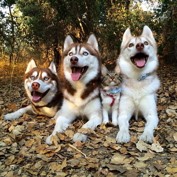 Cuộc sống hạnh ph&uacute;c của b&eacute; m&egrave;o cứ nghĩ m&igrave;nh l&agrave; ch&oacute; b&ecirc;n gia đ&igrave;nh Husky - Ảnh 13.