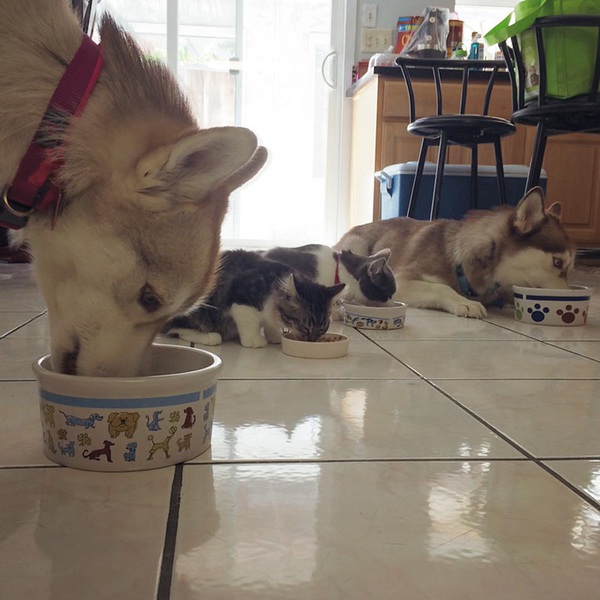 Cuộc sống hạnh ph&uacute;c của b&eacute; m&egrave;o cứ nghĩ m&igrave;nh l&agrave; ch&oacute; b&ecirc;n gia đ&igrave;nh Husky - Ảnh 14.